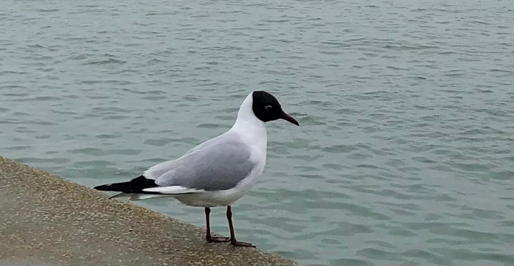 Nuit Insolite Sur Un Voilier Au Coeur De La Rochelle La Rochelle  Exterior photo